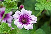 GERANIUM PERFECT STAR