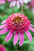 ECHINACEA PINK DOUBLE DELIGHT