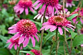 ECHINACEA PINK DOUBLE DELIGHT