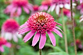 ECHINACEA PINK DOUBLE DELIGHT