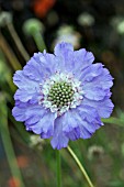 SCABIOSA PARKHURST BLUE