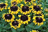 RUDBECKIA HIRTA SONORA