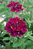 VERBENA CLARET