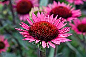 ECHINACEA VINTAGE WINE