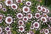 OSTEOSPERMUM DYNAMO (SUNADORA RANGE)