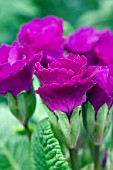 PRIMULA PRIMLET PURPLE