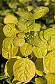 COTINUS GOLDEN SPIRIT