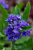 CARYOPTERIS GRAND BLEU