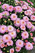 CHRYSANTHEMUM BRAQUE (GARDEN MUM)