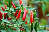 CHILLI DEMON RED