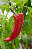 CHILLI KRIMSON LEE F1