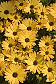 OSTEOSPERMUM FLORIDA (SUNADORA SERIES)