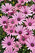 OSTEOSPERMUM PLUM SERENA