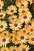 OSTEOSPERMUM VALENCIA (SUNARODA SERIES)