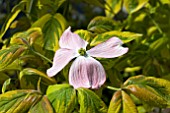 CORNUS CHEROKEE SUNSET