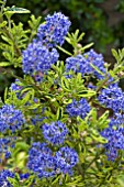 CEANOTHUS MADAGASCAR