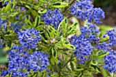 CEANOTHUS MADAGASCAR