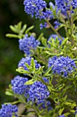 CEANOTHUS MADAGASCAR