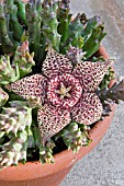 STAPELIA VARIEGATA