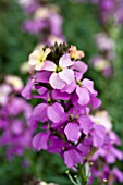 ERYSIMUM POEM LILAC