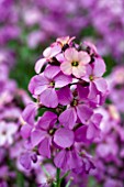 ERYSIMUM POEM LILAC