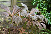 ROGERSIA PODOPHYLLA