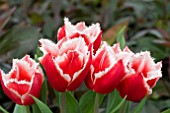 TULIPA CANASTA