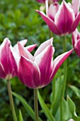 TULIPA CLAUDIA