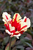 TULIPA FLAMING PARROT