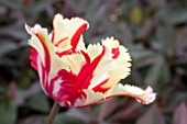 TULIPA FLAMING PARROT