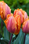 TULIPA PRINCESS IRENE