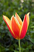 TULIPA SYNAEDA KING