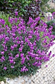 ERYSIMUM BOWLES MAUVE