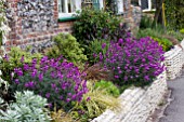 ERYSIMUM BOWLES MAUVE IN COTTAGE GARDEN BORDER