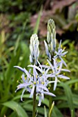 CAMASSIA CUSICKII