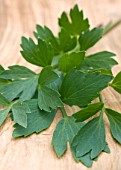 LEVISTICUM OFFICINALE, LOVAGE