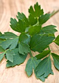 LEVISTICUM OFFICINALE, LOVAGE