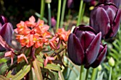 TULIPA QUEEN OF THE NIGHT AND EUPHORBIA FIREGLOW