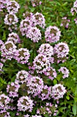 THYMUS PRAECOX, THYME CREEPING EARLY