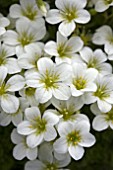 SAXIFRAGA WHITE STAR