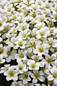 SAXIFRAGA WHITE STAR