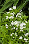 WOODRUFF, GALIUM ODORATUM