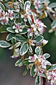 COTONEASTER SUECICUS JULIETTE