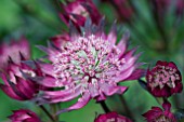 ASTRANTIA CLARET