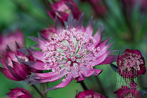 ASTRANTIA_CLARET