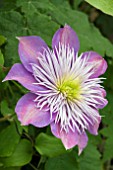 CLEMATIS CRYSTAL FOUNTAIN