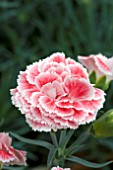 DIANTHUS CORAL REEF