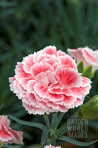 DIANTHUS_CORAL_REEF