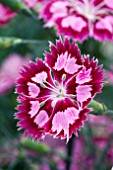 DIANTHUS CRANBERRY ICE