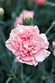 DIANTHUS LETITIA WYATT